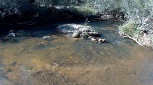 Gold Monster 1000 at Reedy Creek