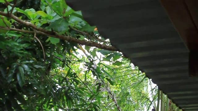 Capucine Monkeys in Costa Rica смотреть онлайн