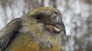 Ловля птиц. 08.12.2021 год.