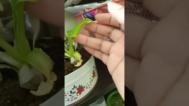 Growing a Hosta Albomarginata indoors: update, day 6 смотреть онлайн