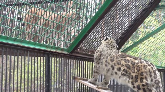 Снежный барс Нарина познакомилась с соседями Лексом и Бусинкой. 17.05.2023 смотреть онлайн