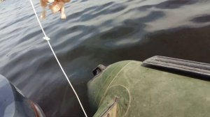 Как поймать Сома на Волге. 1 часть.
