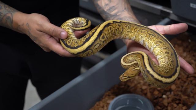 Our Secret to Breeding Successfully смотреть онлайн