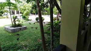 Natural Park pattaya