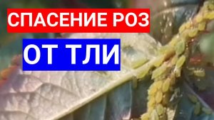 НАШЕСТВИЕ ТЛИ! КАЖДЫЕ 3 ДНЯ ОПРЫСКИВАЮ РОЗЫ - КАКОЙ ПРЕПАРАТ ПОМОЖЕТ ИЗБАВИТЬСЯ ОТ ТЛИ