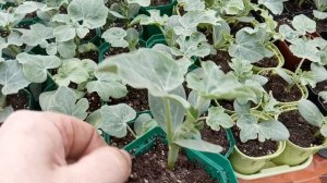 Рассада арбузов на 22 мая.