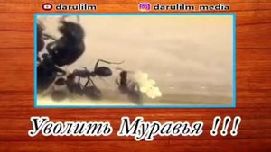 Жил был муравей....