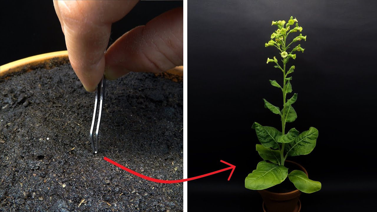 Выращивание растения Табак, от семян до цветков через 60 дней  - создано Boxlapse