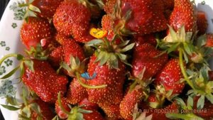 Земклуника обыкновенная Раиса (raisa) ? Раиса обзор: как сажать, рассада, саженцы земклуники Раиса