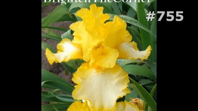 #755. Ирисы - самые лучшие цветы смотреть онлайн