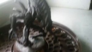 Ксеноморф воин из пластилина