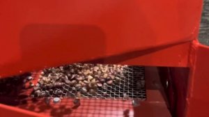 Дробление отчистка и калибровка воздушки (бульбочки) чеснока перед посадкой.