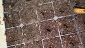 Семена орхидеи из Китая или Беламканда китайская