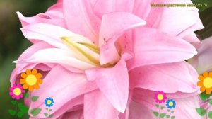 Лилия восточная Лотус Дрим. Краткий обзор, описание характеристик lilium Lotus Dream