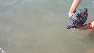 Мы с басиком и мамой на море