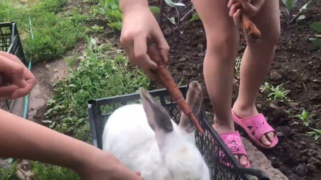 24 ЧАСА ДОМАШНИЙ ЗООПАРК/Из квартиры в частный Дом/Мой день с Животными смотреть онлайн