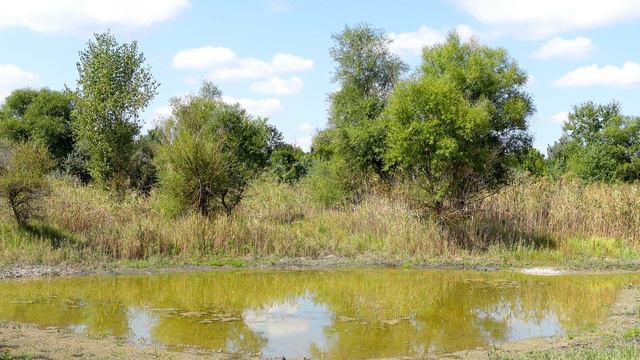 Природа 4к весна звуки природы сверчки, лягушки и пение птиц sounds of nature, birdsong, смотреть онлайн