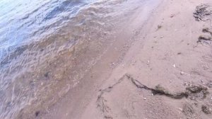 Ловля судака на тюльку, 5 сентября. Рыбалка в сентябре на фидер, хищник берёт на свалах.