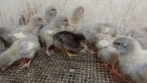 ПОКРАШЕННЫЕ ЦЫПЛЯТА - ОБМАН