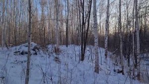 ДОБЫЛ ЛОСЯ | ПЕРЕВЕРНУЛСЯ НА СНЕГОХОДЕ | ОХОТА НА ЛОСЯ С ЛАЙКАМИ