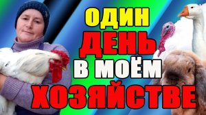 Один день в моем хозяйстве. Подводим итоги.