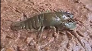 Внешнее строение рака