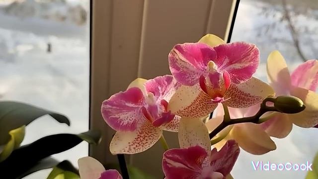 ОРХИДЕИ НА КУХОННОМ ОКНЕ//ОРХИДЕИ В ЦЕРКОВНОЙ ЛАВКЕ🌺🌺🌺20.01.24