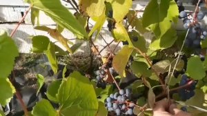 Сибирский виноград, третий год, первый урожай.