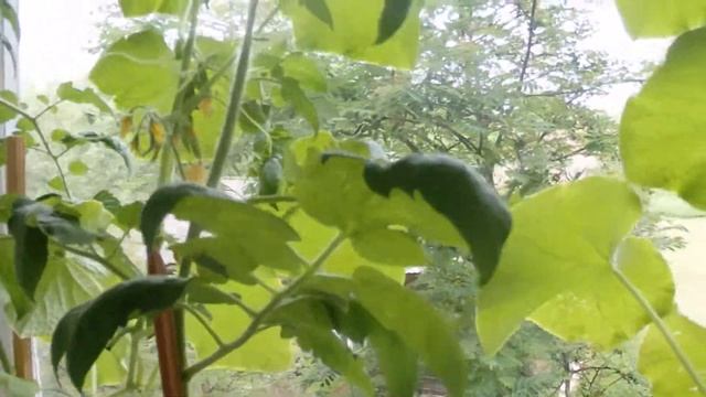 Как вырастить помидоры дома, #ГалкинTV смотреть онлайн