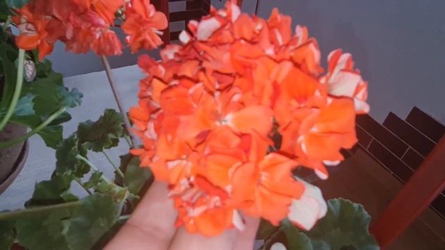 Ура! Цветут зонартики?ЛиА Леди Босс, ЛиА Полум'яна нимфа, Pelargongaragets ZA Rosi