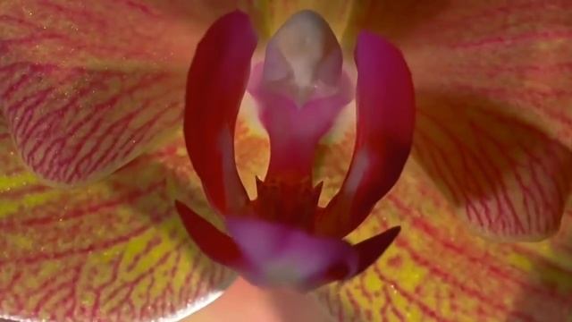 Красивый ролик о распускающихся цветах. смотреть онлайн