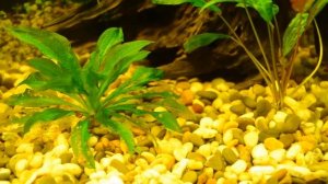 Мой аквариум 50 литров. Год спустя