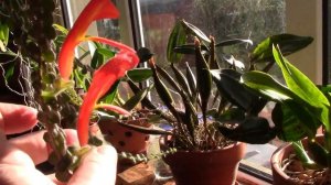 Columnea, the Goldfish Plant