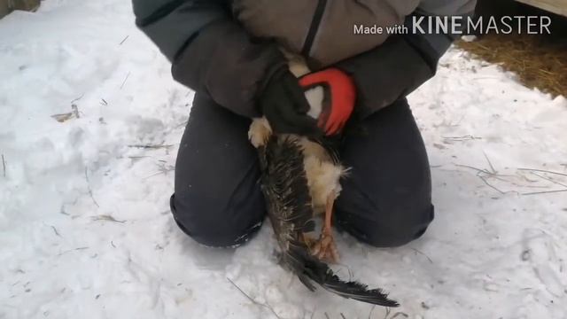 Как определить гусь или гусыня. смотреть онлайн