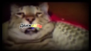 Критическое повреждение двигателя!