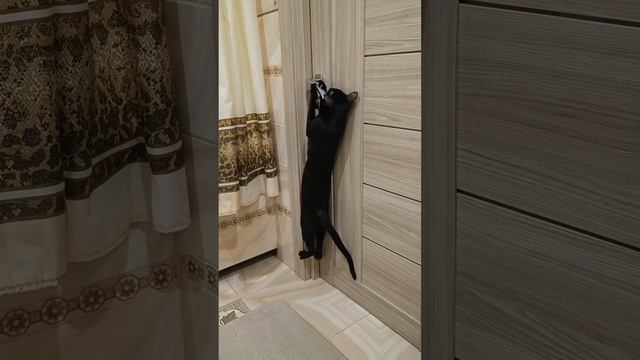 Ориентальный кот открывает дверь