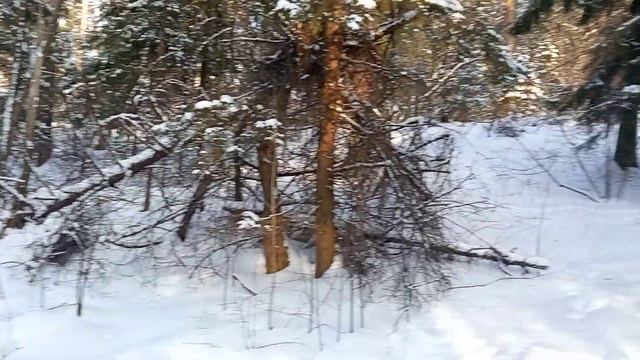 лес.зима.солнце.мороз. смотреть онлайн