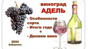 Виноград Адель. Итоги года. Накопление сахара, масса гроздей. Делаем вино