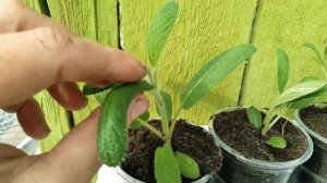 Сальвия Синий монарх - пикировка рассады Видео урок для начинающих