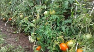 Томаты "Малиновка"  на участке