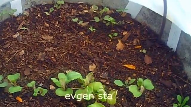 Рассада КАПУСТЫ КОМПОСТ Картофель 3 мая смотреть онлайн