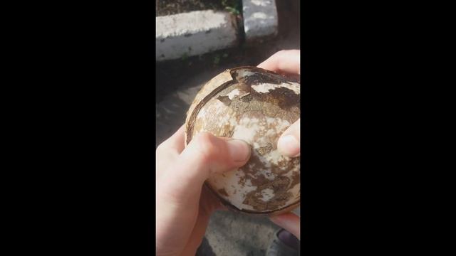 Амбоксинг кокоса. Чуть не отравился. смотреть онлайн