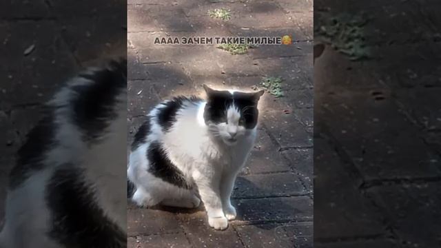 милые котейки смотреть онлайн