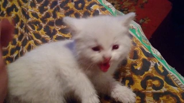 Котёнок- Альбинос. смотреть онлайн