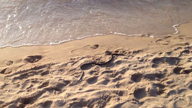 морские каникулы ужа смотреть онлайн