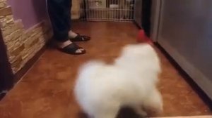 Щенок белый шпиц