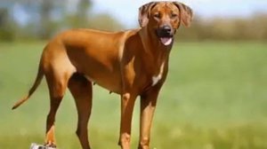 Родезийский риджбек