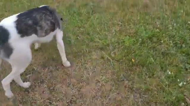 Ребёнок помогает выжить брошенной собаке смотреть онлайн