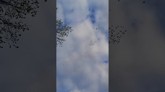 Игра голубей в небе. смотреть онлайн