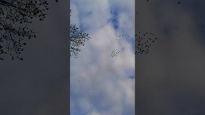 Игра голубей в небе.